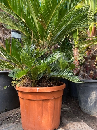 Cycas Revoluta 70-80cm planthoogte NR6