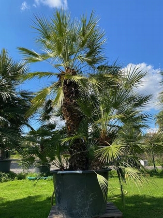 Chamaerops Humilis NR. BA15