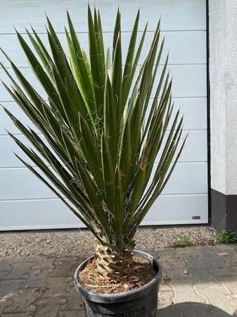 Yucca Rostrata vanaf 100cm-160cm totale hoogte