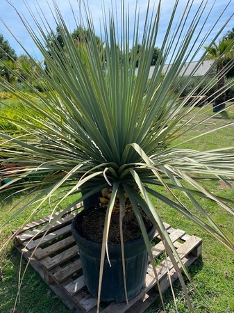 Yucca Nolina Nelsonii planthoogte ±120cm