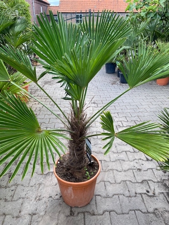 Trachycarpus Wagnerianus ±40cm stamhoogte