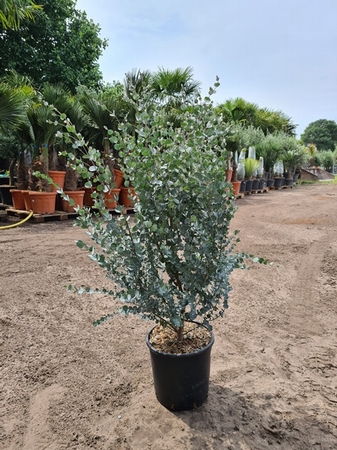 Eucalyptus gunnii 'Azura' 90-110cm