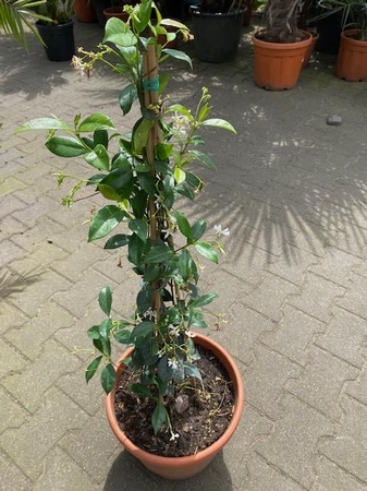 Toscaanse jasmijn  trachelosperum jasminoides