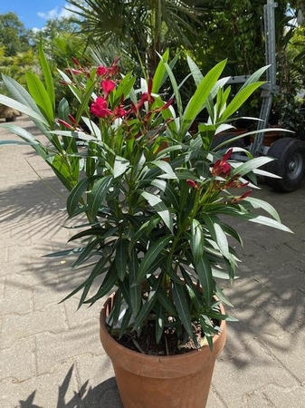 Nerium oleander struik