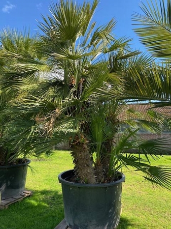 Chamaerops Humilis NR. BA13