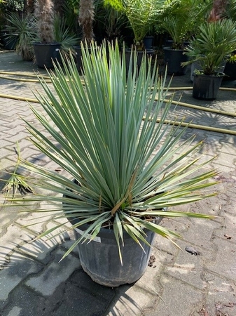 Yucca Rostrata planthoogte ±50cm