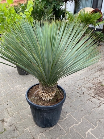 Yucca Rostrata planthoogte ± 80-90cm