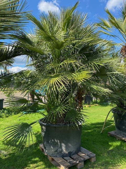 Chamaerops Humilis NR. BA13