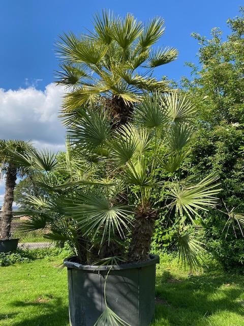 Chamaerops Humilis NR. BA14