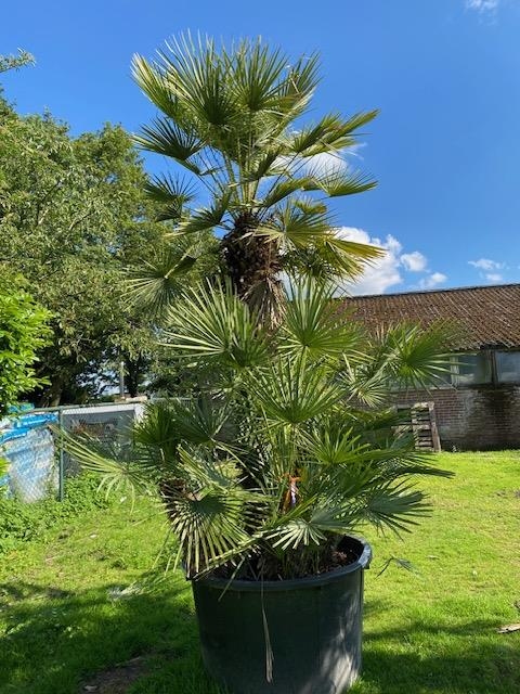 Chamaerops Humilis NR. BA14