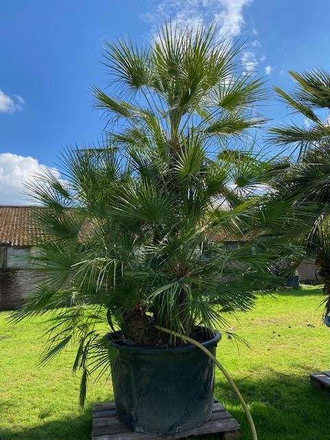 Chamaerops Humilis NR. BA15