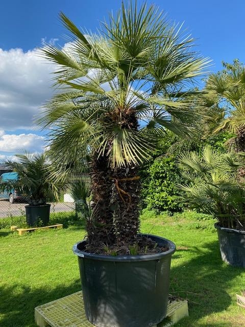 Chamaerops Humilis NR.BA17