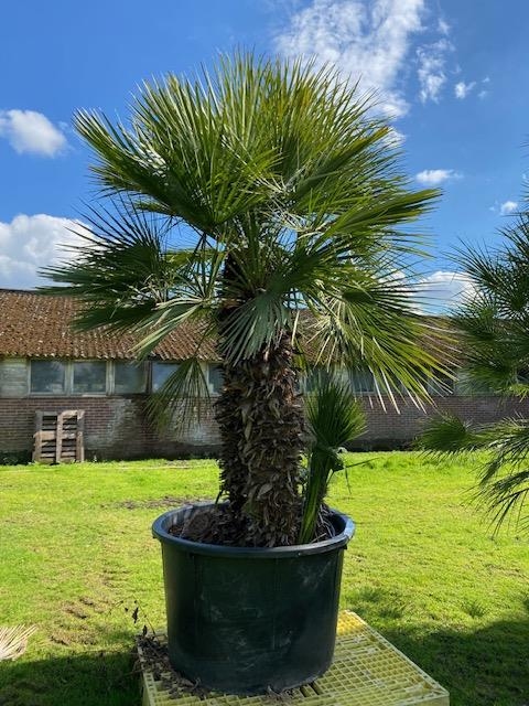 Chamaerops Humilis NR.BA17