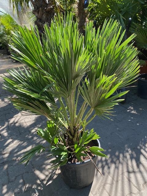 Chamaerops Vulcano 90cm planthoogte