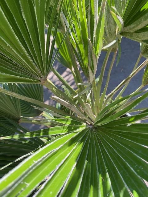 Chamaerops Vulcano 90cm planthoogte