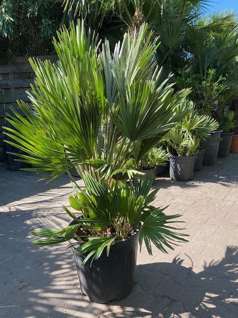 Chamaerops Vulcano 90cm planthoogte