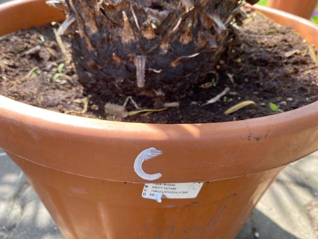 Cycas Revoluta 70-80cm planthoogte NR.C