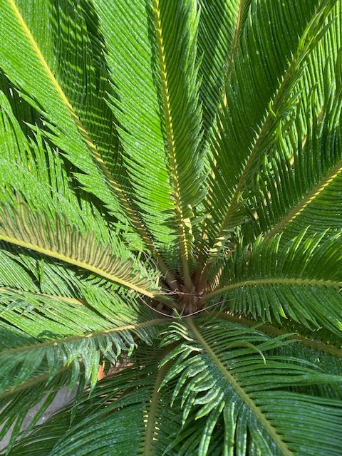 Cycas Revoluta 70-80cm planthoogte NR.C