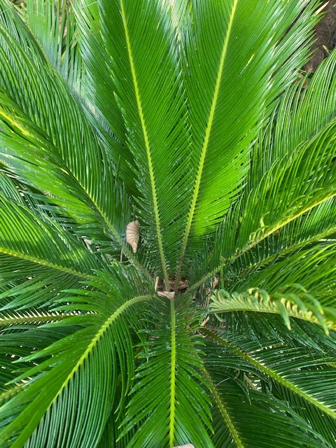 Cycas Revoluta 70-80cm planthoogte NR.D