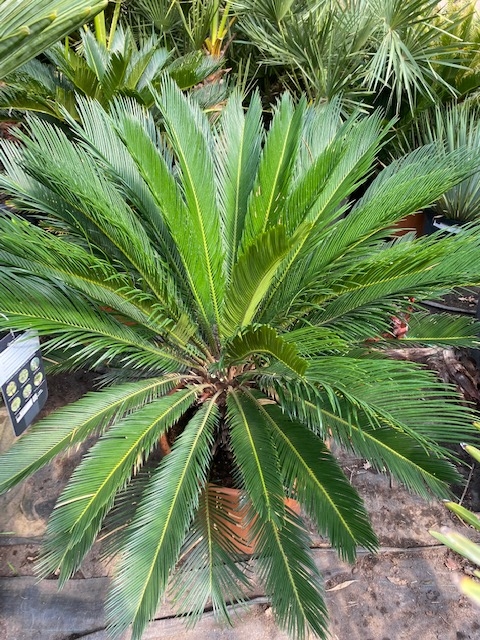 Cycas Revoluta 70-80cm planthoogte NR.E