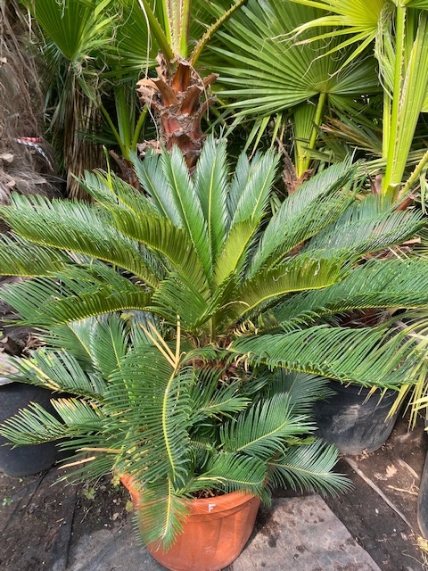 Cycas Revoluta 70-80cm planthoogte NR.F