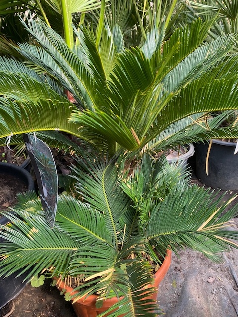 Cycas Revoluta 70-80cm planthoogte NR.F