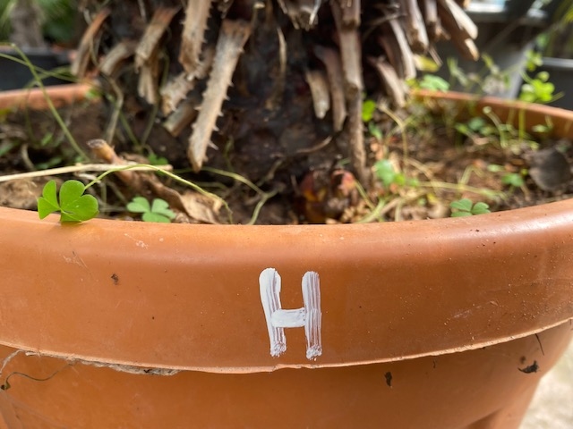 Cycas Revoluta 70-80cm planthoogte NR.H