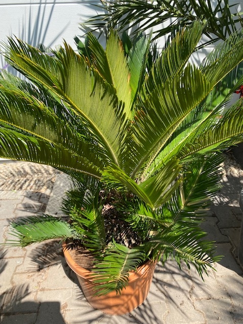 Cycas Revoluta 70-80cm planthoogte NR6