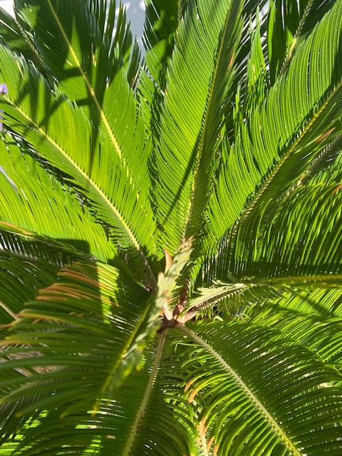 Cycas Revoluta 70-80cm planthoogte NR6