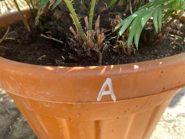Cycas Revoluta70-80 cm planthoogte NR.A