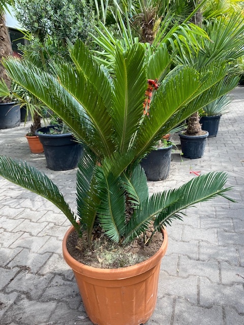 Cycas Revoluta70-80 cm planthoogte