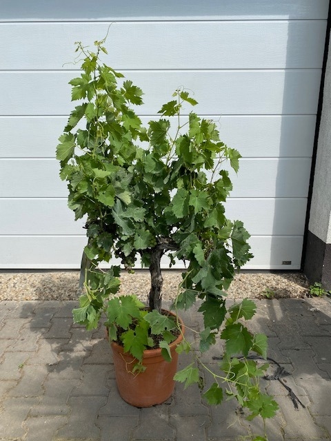 Druivenstam 80-100cm planthoogte