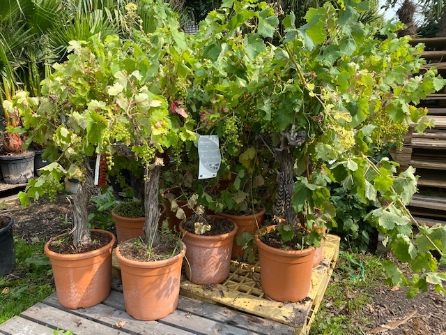 Druivenstam Druif Vitis Vinifera 70-90cm planthoogte
