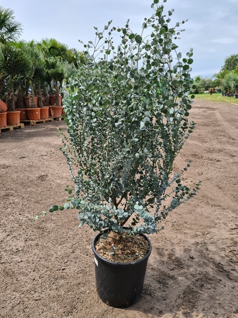 Eucalyptus gunnii 'Azura'