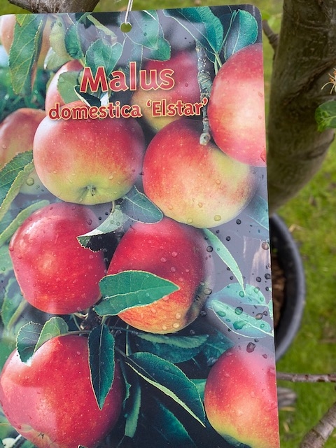 Fruitboom-Appelboom Malus Domestica Elstar