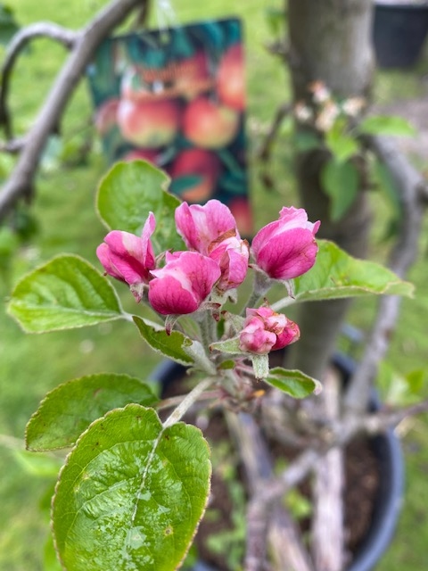 Fruitboom-Appelboom Malus Domestica Elstar