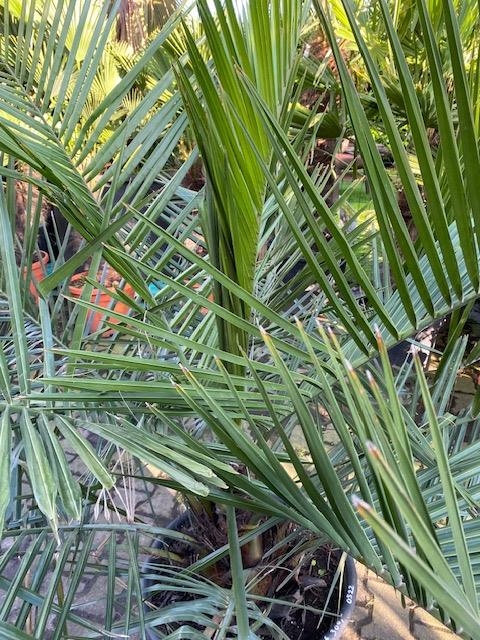 Jubaea Chilensis ± 25-30 cm stamdiameter