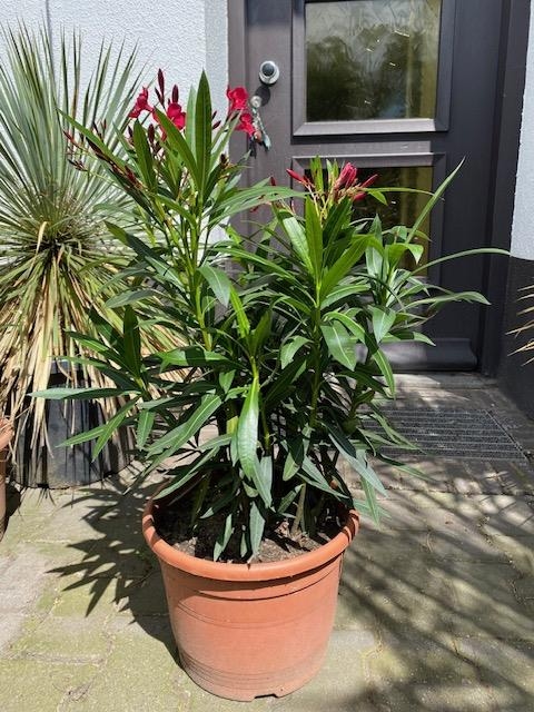 Nerium oleander struik