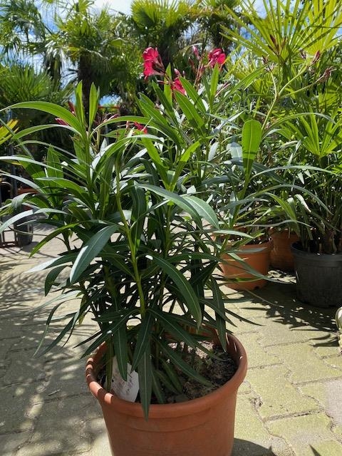 Nerium oleander struik