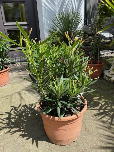 Nerium oleander struik