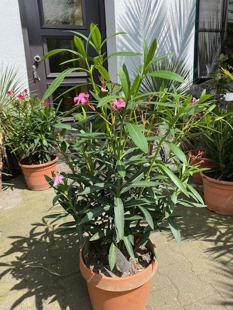 Nerium oleander struik