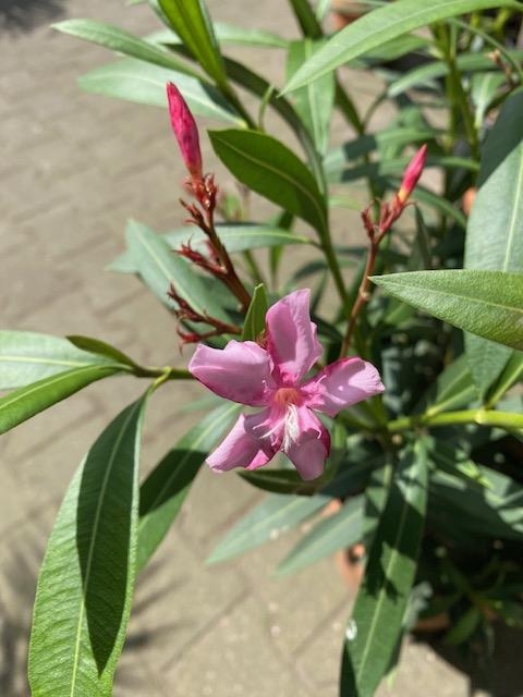 Nerium oleander struik