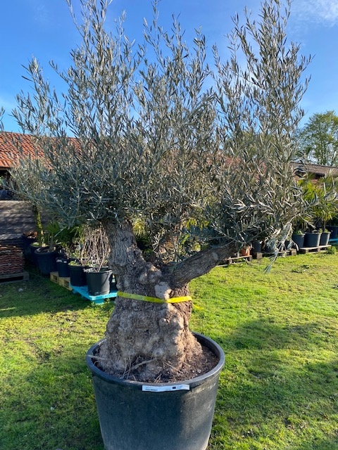 Olijfboom Olea Europaea (geen nummer)