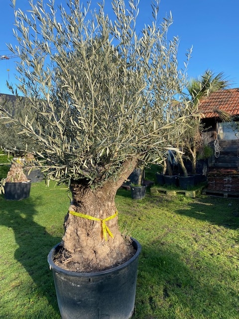 Olijfboom Olea Europaea (geen nummer)