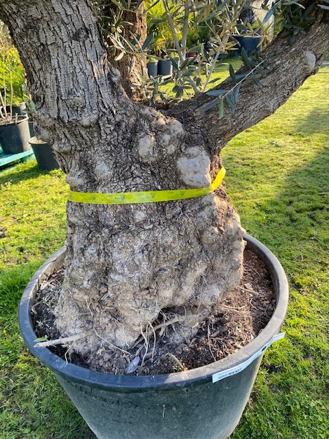 Olijfboom Olea Europaea (geen nummer)