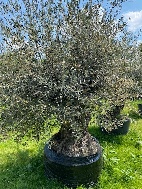 Olijfboom Olea Europaea  NR23.1