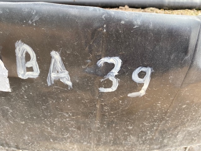 Olijfboom Olea Europaea BA-39