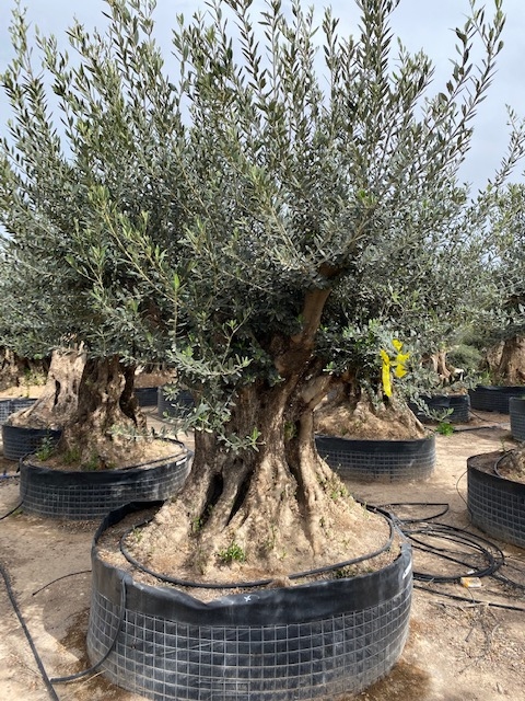 Olijfboom Olea Europaea BA-39