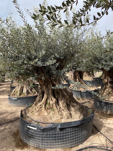 Olijfboom Olea Europaea BA-39