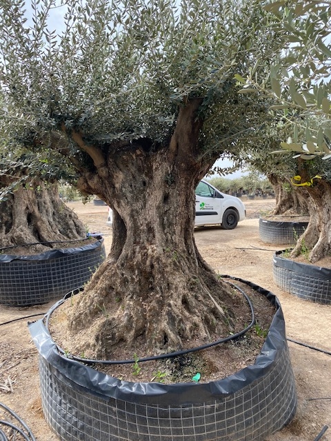 Olijfboom Olea Europaea BA-39
